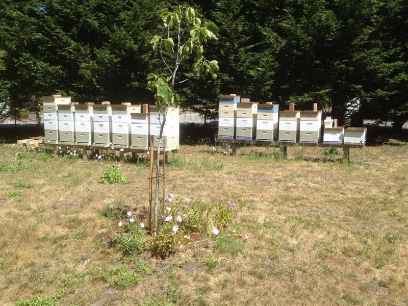 Beehives at Miramar Farms