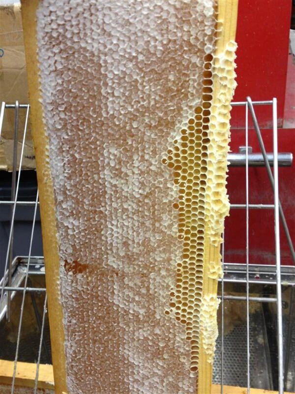 A honey frame from the Half Moon Honey apiary